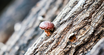 Yeongil Pyogo mushroom