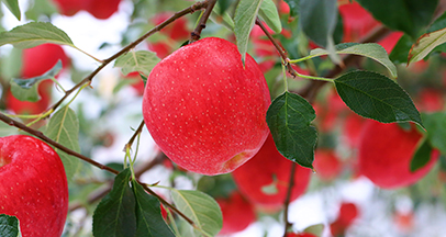 Jukjang Mountain apples